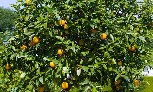 Tangerine garden in a sunny day with trees full of ripe tangerines