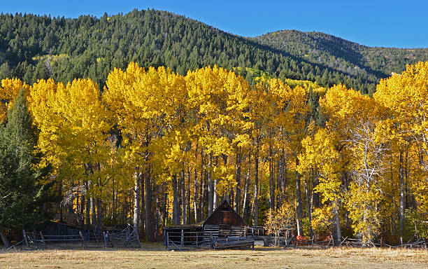 istock Barn and Autumnal Cottonwood Trees 185076887
