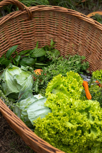 istock Basket with freshly harvested vegetables 1850769734