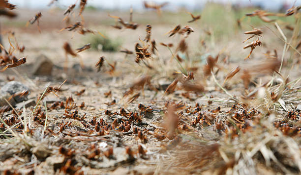 locusts on the move stock photo