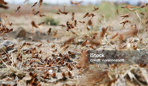 Foto de Locusts Em Movimento e mais fotos de stock de Gafanhoto - Gafanhoto, Enxame, Colheita