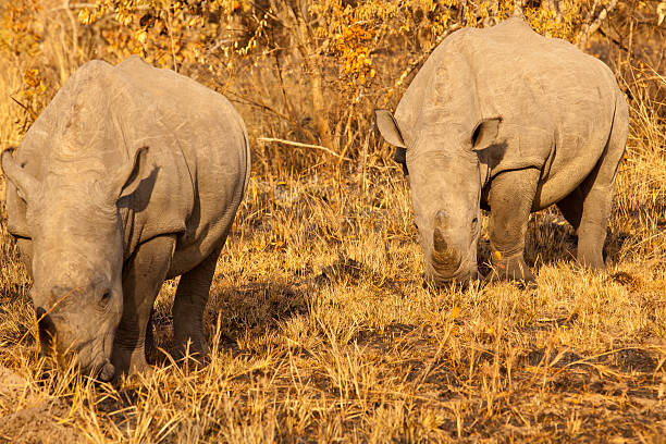 istock Young Male White Rhinos 185077270