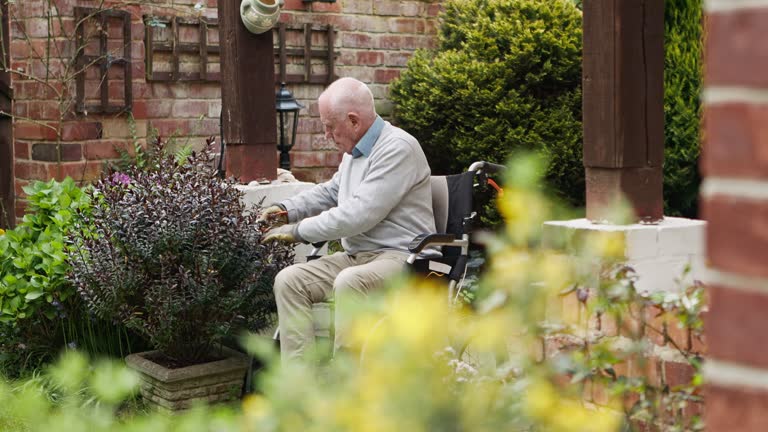 Nature, gardening and senior man in a wheelchair checking growth development of plants at home. Hobby, retirement and elderly male person with disability working on lavender in his outdoor backyard.