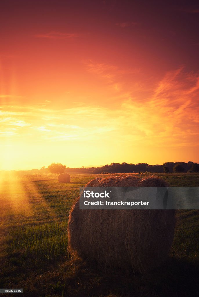 Hay bail on pring field at dusk Wheat spring field at dusk Agricultural Field Stock Photo