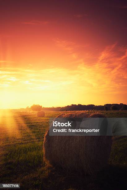 Hay Bail On Pring Field At Dusk Stock Photo - Download Image Now - Agricultural Field, Agriculture, Bail
