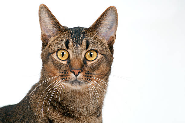 istock Young part-Abyssininan male cat 185077646
