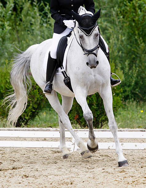 istock Dressage scene 185077743