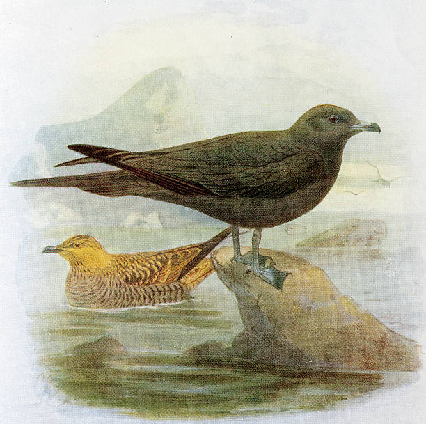 ilustracja richardsons skua - richardsons skua stock illustrations