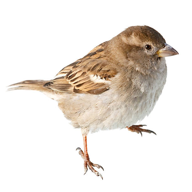 sparrow isolated on white background - house sparrow stockfoto's en -beelden