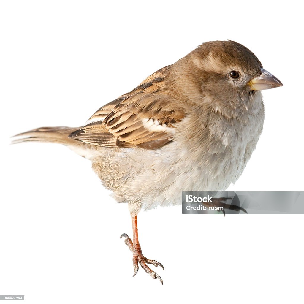 Sparrow isolated on white background House Sparrow isolated on white Sparrow Stock Photo