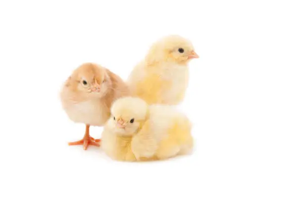 Rhode Island White and Red Baby Chicks isolated on white.PLEASE CLICK ON THE IMAGE BELOW TO SEE MY EASTER PORTFOLIO: