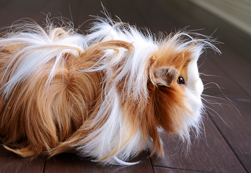 Side view of a Sheltie Guinea Pig on wooden floors.