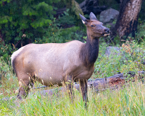 Female Roosevelt  elk (Olympic elk / wapiti) , seen in the wild in Wyoming