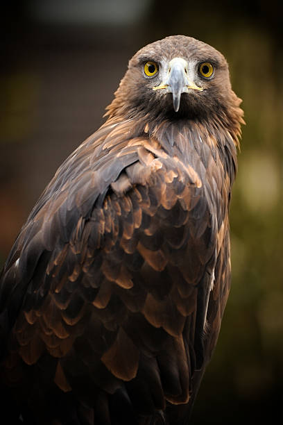 Black Kite Portrait of a Black Kite eagle. Captive. milvus migrans stock pictures, royalty-free photos & images