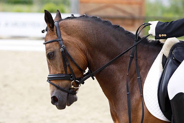 istock Sport pony portrait 185078647