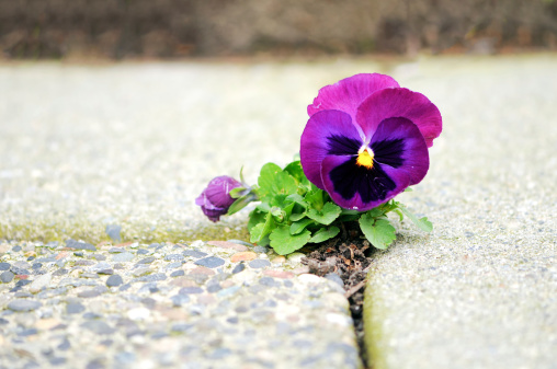 Closeup and selective focus on a slightly battered pansy flower blooming in a small crack of a sidewalk.More like this: