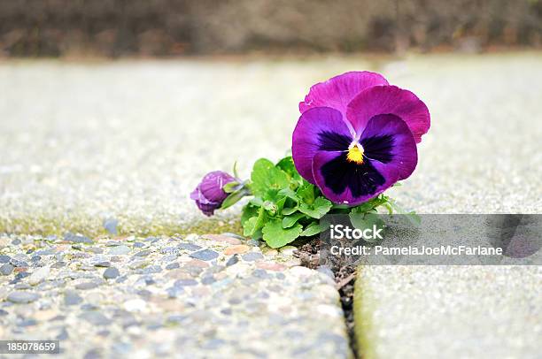 Purple Flower Rosnące W Pęknięcie Cementu - zdjęcia stockowe i więcej obrazów Kwiat - Roślina - Kwiat - Roślina, Roślina, Cement