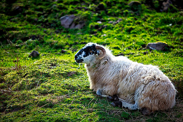 Sheep in Kerry IrelandMore images of Ireland