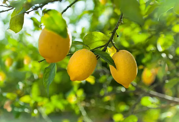 Ripe lemon fruits on a branch.  Lemon orchad in the background.Please note: shallow depth of field.See also: