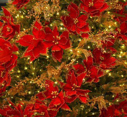close up on Poinsettia flower and Christmas tree decoration
