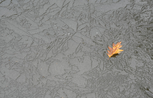 yellow leaf frozen on the ice in the lake