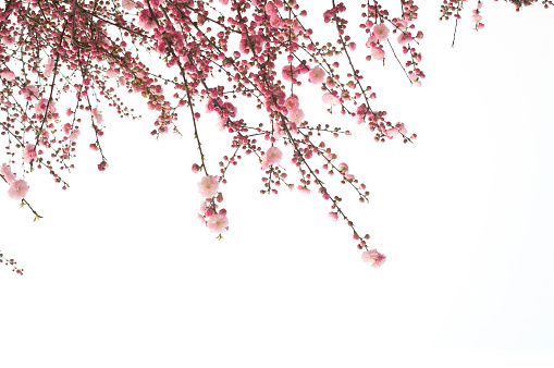 Cherry blossom flower isolated on white background
