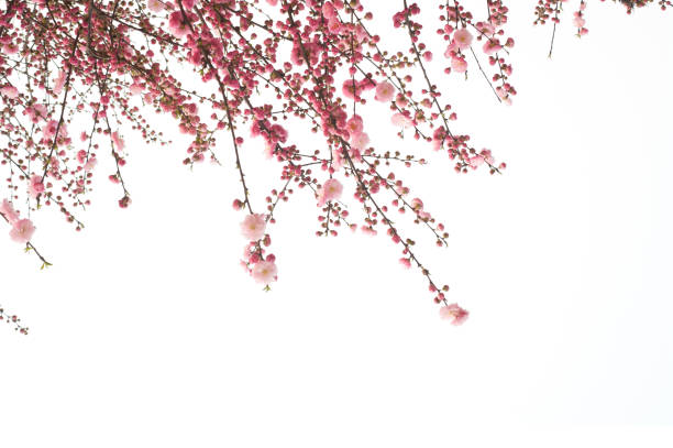 Cherry flower Cherry blossom flower isolated on white background cherry blossom branch on white stock pictures, royalty-free photos & images