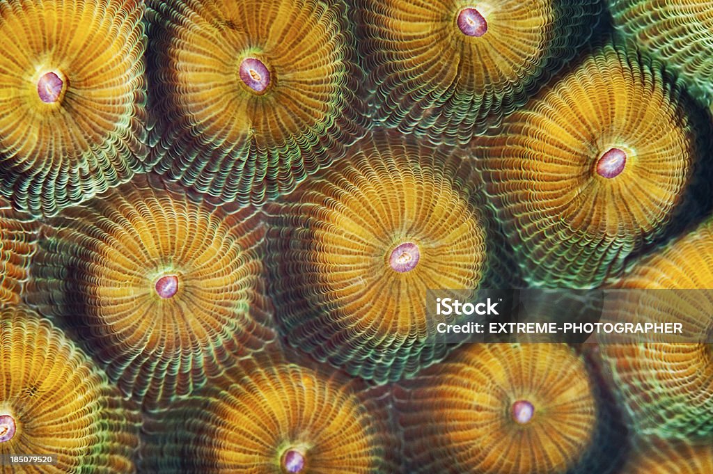 형광등 산호색 정보 - 로열티 프리 산호-자포동물 스톡 사진