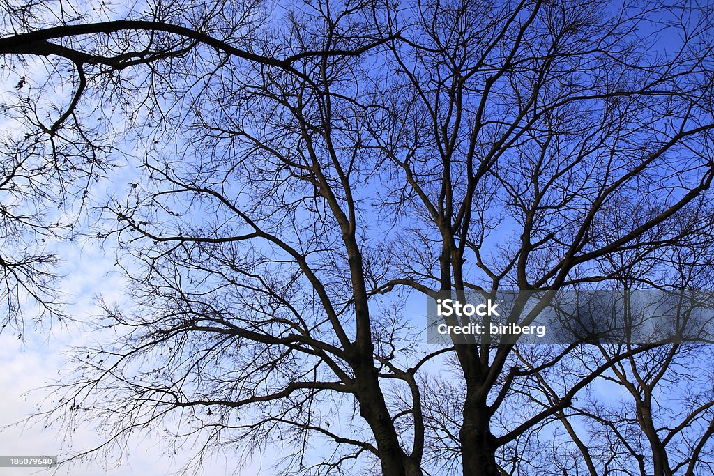 Árbol latente ramas en el cielo nublado - Foto de stock de Aire libre libre de derechos