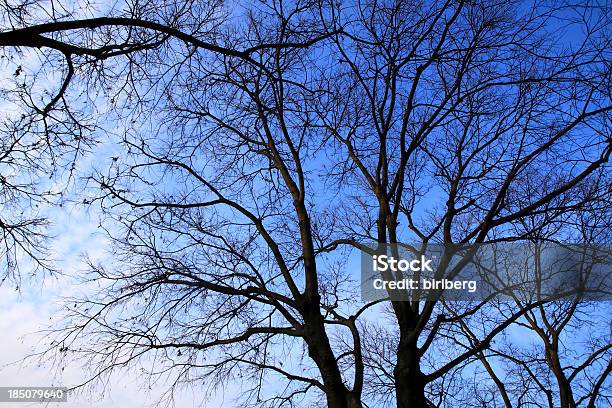Árvore Sem Folhagem De Ramos Sobre Céu Nublado - Fotografias de stock e mais imagens de Ao Ar Livre - Ao Ar Livre, Azul, Céu