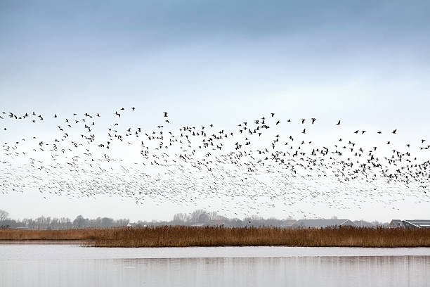 migrating Canadian Geese a flock of migrating Canadian Geese - for more birds friesland netherlands stock pictures, royalty-free photos & images
