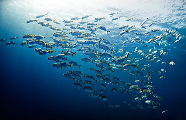 istock Schools Of Fishes 185079712