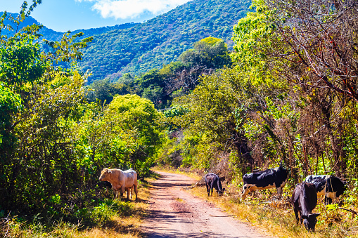 Camino rural entre las montañas con vacas en el sendero en tepetiltic nayarit