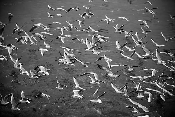 istock Flock of seagulls flying over the sea 185079983