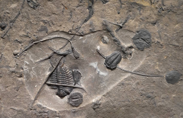 istock close up on Trilobite fossil 1850800945