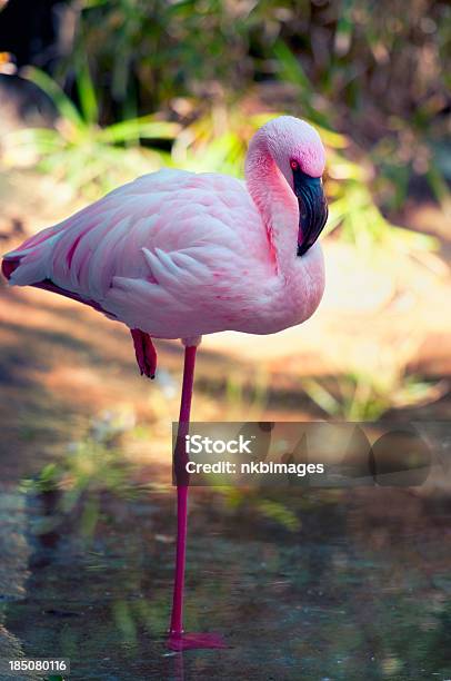 Fenicottero Uccello Rosa - Fotografie stock e altre immagini di Acqua - Acqua, Ambientazione esterna, Animale