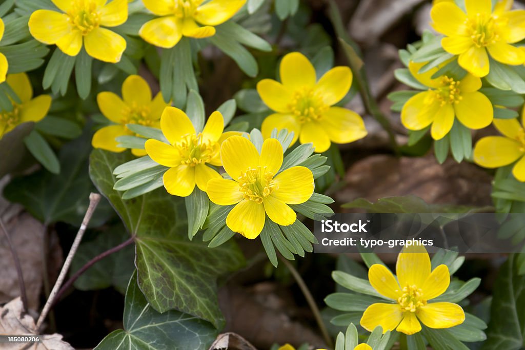 Цветы весной: Eranthis hyemalis - Стоковые фото Весенник зимующий роялти-фри