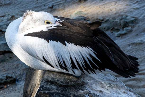 Pelican by the Cairn's Australia Esplanade