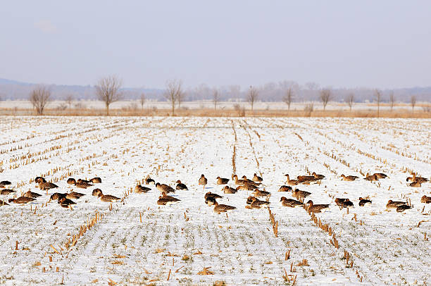 stormo di oca selvatica sul campo durante l'inverno (germania) - vogelzug foto e immagini stock