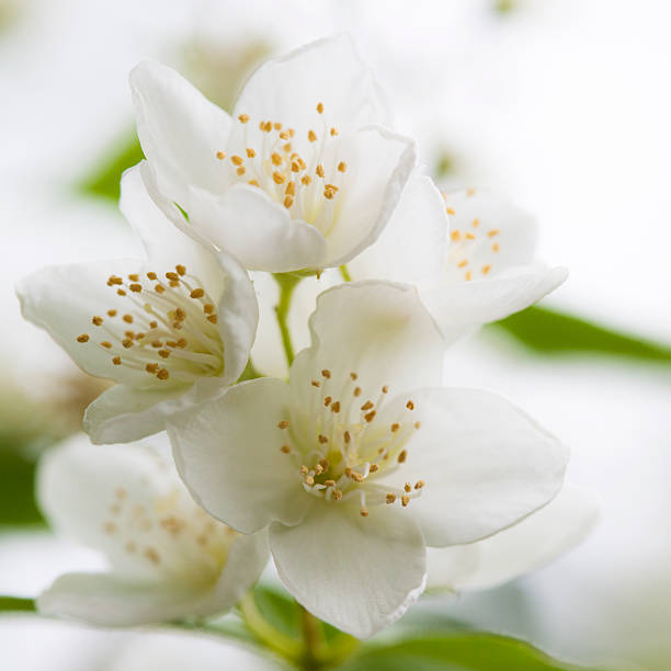 White jasmine. The branch delicate spring flowers. nature