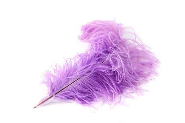 istock Large wispy feather in the color purple 185080705