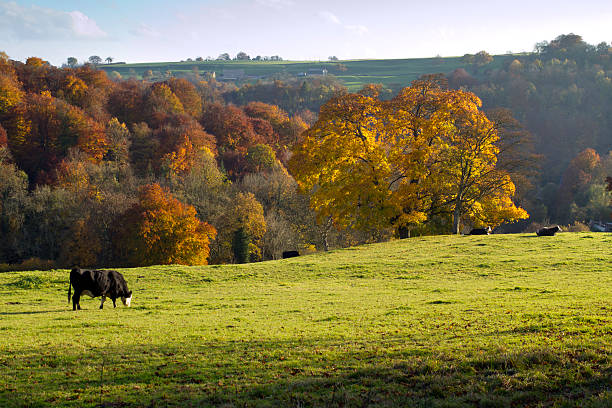 istock Scenic Cotswolds - Autumn colour 185081221