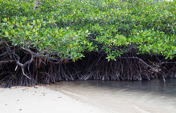 istock Mangrove on tropical island, Philippines 185081224