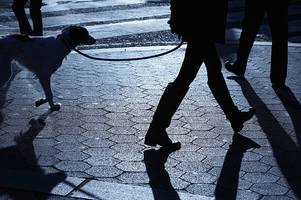 People dog walking in blue night shadows stock photo