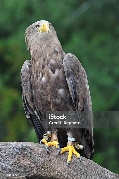 Grönland Whitetailed Eagle Stockfoto und mehr Bilder von Adler - Adler, Falknerei, Fotografie