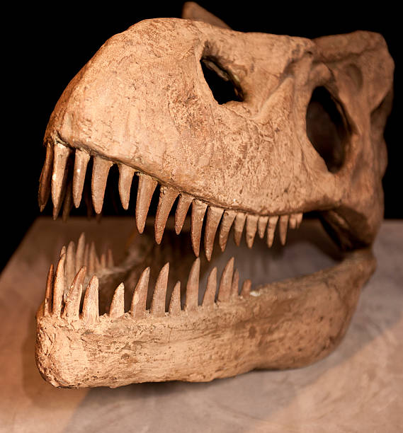 t -レックスのスカル骨 - animal teeth animal skull extinct animal bone ストックフォトと画像