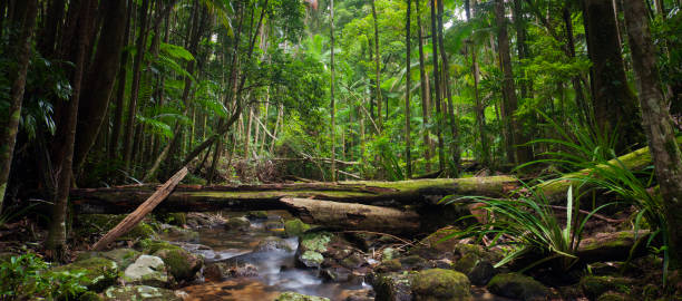 regenwald-stream panorama - australian culture scenics australia panoramic stock-fotos und bilder