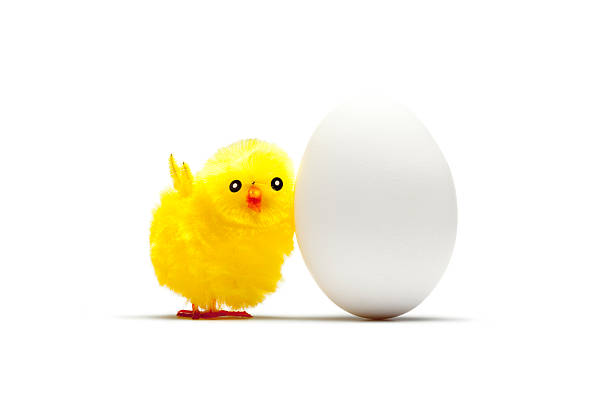 Photography of a baby chicken cuddling with an egg.