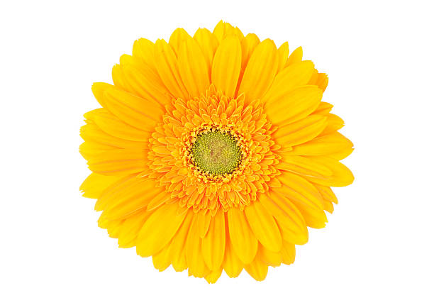amarillo brillante gerbera - gerbera daisy single flower flower spring fotografías e imágenes de stock