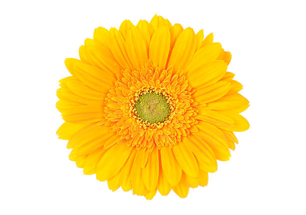 gerbera jaune vif - gerbera daisy single flower flower spring photos et images de collection